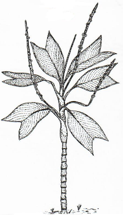 Female Inflorescence